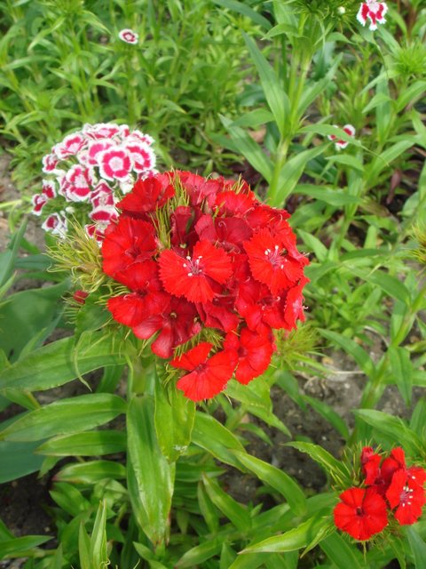 Dianthus barbatus 'Messager melange' fleur